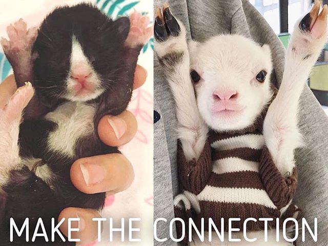 AISFORANIMALS's tweet photo. Celebrate with compassion 🙌🏽RepostBy @boochaces: 
Badger &amp; Flick - both worthy of living happy, full lives. @kittenxlady #Vegan https://t.co/rVRBI4xCqm https://t.co/S9pFNhsAre