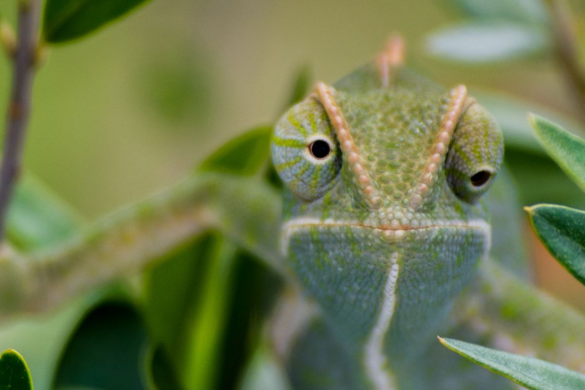 africageo's tweet image. Help us caption this photograph of a chameleon by Gerrit Snyman