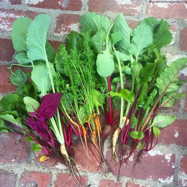 SeedsNow's tweet image. I finally got to thinning some of the veggies. #thinning #plantbabies #rootveggies 📷: @greenzebragardening

Shop these and many more seed varieties - click the link in bio - or visit us at SeedsNow.com