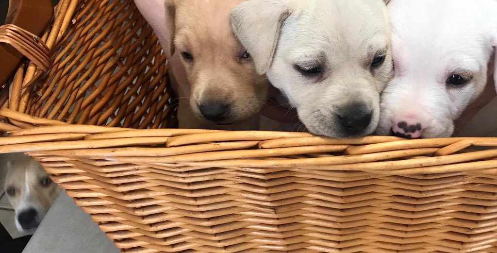 StefMacNats's tweet photo. Mollie, Margot, Marigold, Marshmallow (#LBully with the assist) https://t.co/RBVSZnyJGj