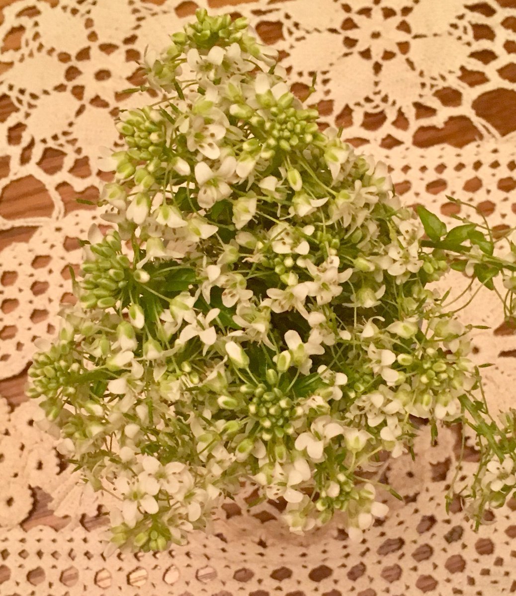 What a beautifully intricate flower more delicate than lace and beautiful to taste! #wasabi