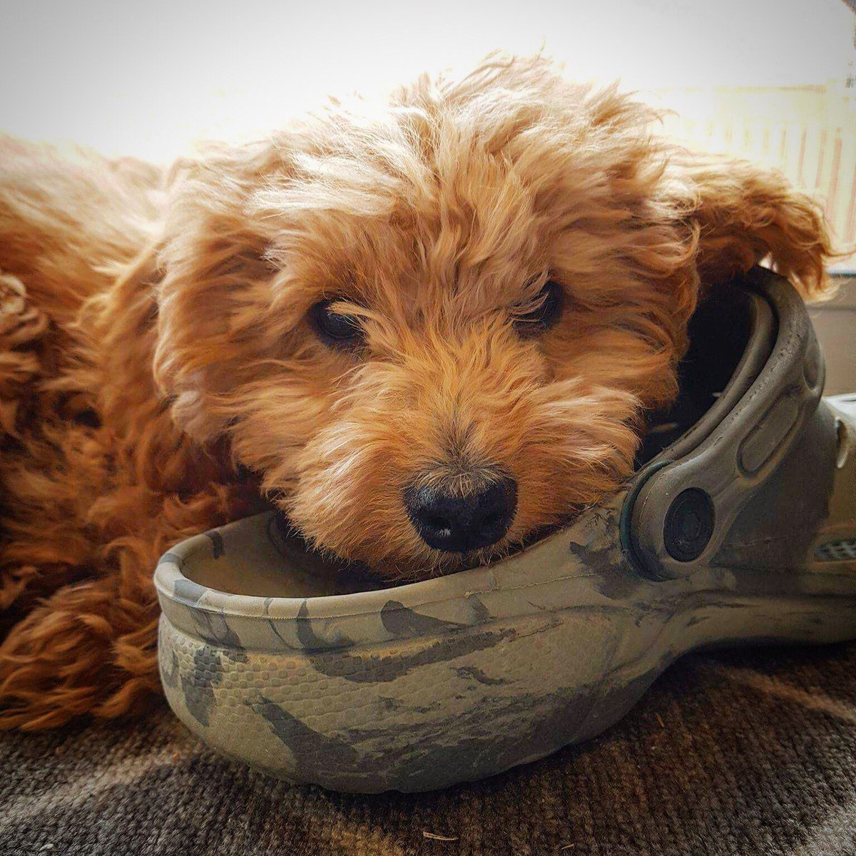 They call it a slipper. I call it a pillow. Pretty sure I’m right as usual. 
#minigoldendoodle #minigoldendoodlesofinstagram #goldendoodlesofinsta #goldendoodle #goldendoodlesofinstagram #puppy #puppylove #puppyoftheday #doglife #puppypics #puppies #puppiesofinstagram