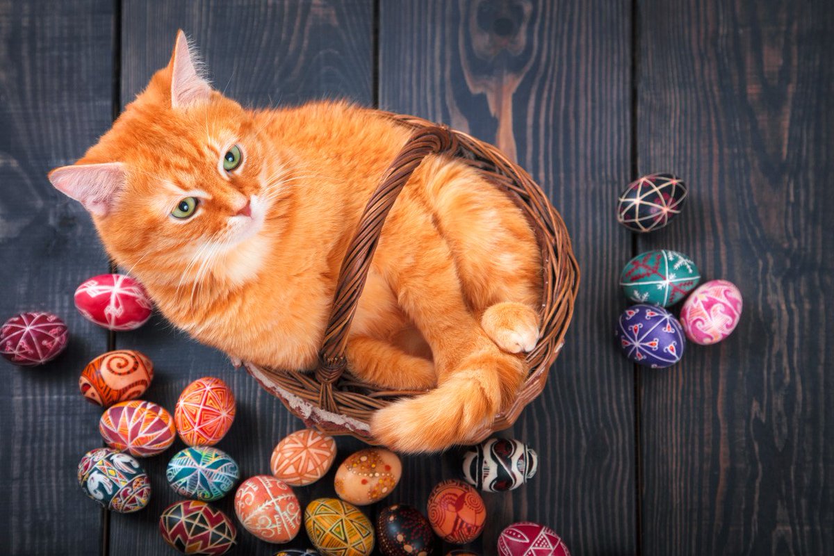 Happy Easter from all of us at Cat Healthy! We hope you have an absolutely purrfect day with your loved ones! 

Remember: Easter lilies are lethally toxic to cats. Even minimal contact with lily pollen can have serious health implications for your cat. #NoLiliesForCats