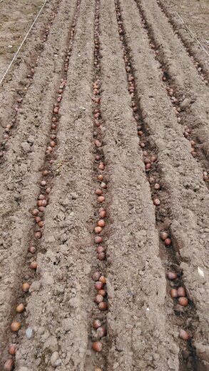Making the most of the current dry conditions in Cumbria. Sown many species this weekend including Red Oak (quercus rubra) collected from a select stand in the Netherlands NL.S.3.3.21-01 Elsendorp #RedOak #quercusrubra #sowingacorns #treenursery #cumbria
