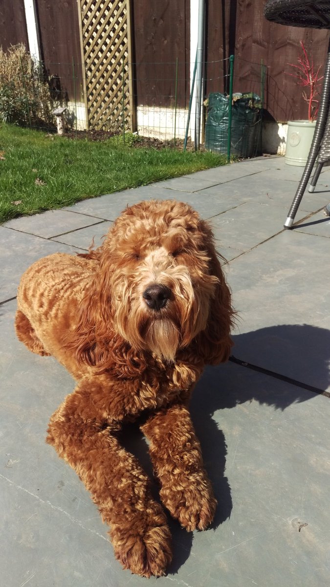 the_cockapoo's tweet photo. It's one year since the humans brought me home! I think I've grown a little in that time! #Cockapoo #dogsoftwitter https://t.co/8czf7X1WW4