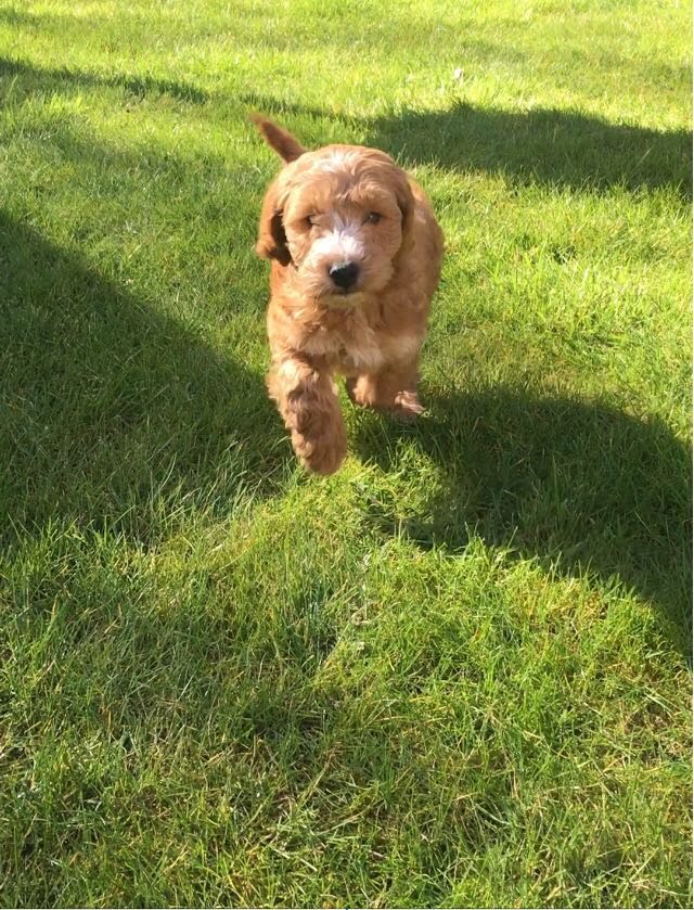 the_cockapoo's tweet photo. It's one year since the humans brought me home! I think I've grown a little in that time! #Cockapoo #dogsoftwitter https://t.co/8czf7X1WW4