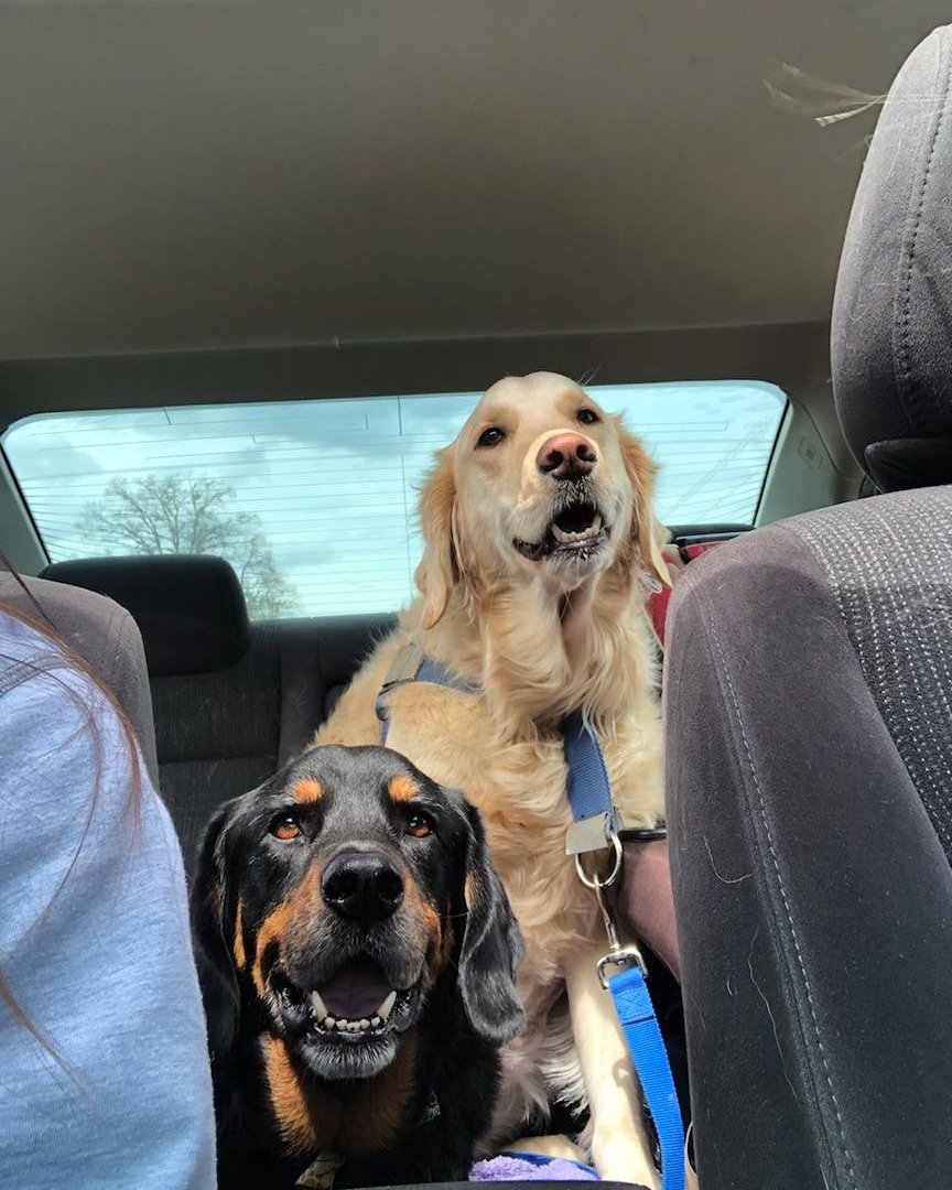 RunnerRocket's tweet image. On this historic day, good girl Molly met good boy Bo!
#whosagoodgirl #whosagoodboy