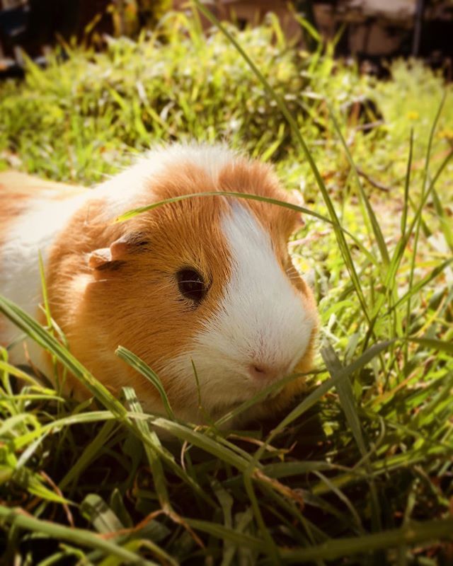 baileyandrushie's tweet photo. ITS MY BIRTHDAY!!!🎉🎁 And I’m looking for Easter eggs #happyeaster #happybirthday #easter #cuteguineapigs #cuteguineapig #guineapig #guineapigs #guineapiglove #guineapiglover #guineapiglovers #guineapigsofig #guineapiggies #rushie #cutepets #pets #petsofig #petlife #animalsof… https://t.co/2NumJcnBlF