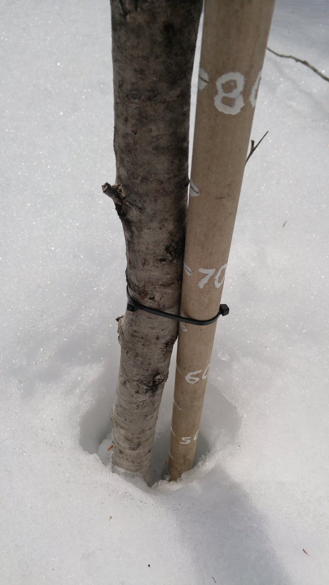 me_nobodyreally's tweet photo. Still just under 50 cm west of YQT... @TheWalleyeJr #tbay https://t.co/a0XoL6KxtI