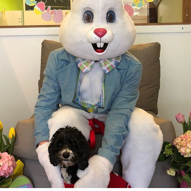 Hoppy Easter from Coffee! @moderndogpgh ift.tt/2In5VcT