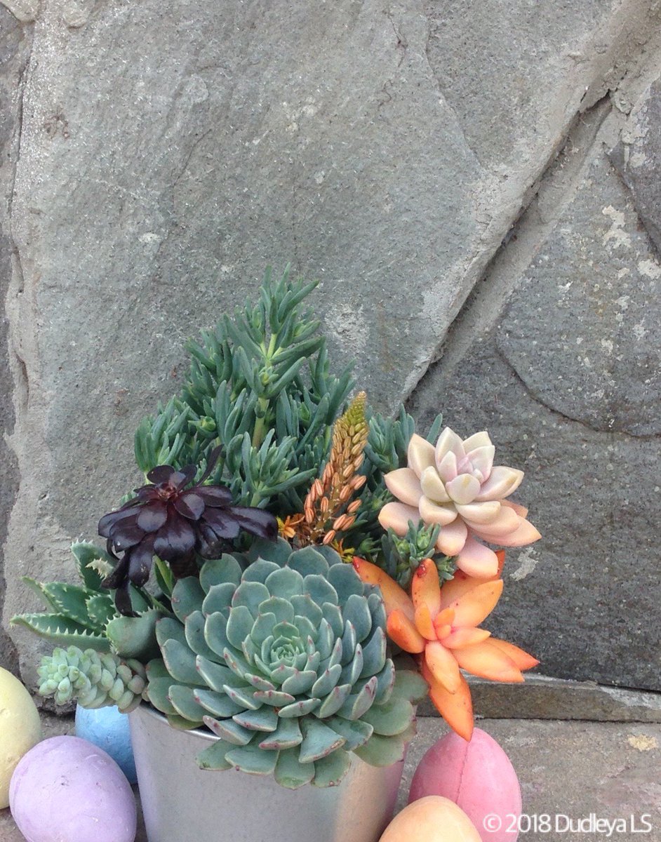 OCDudleya's tweet photo. Wishing you a bright Spring and a happy Easter Sunday!!! Fullerton, Spring 2018. #Spring #succulents #eastersunday2018 #plantContainers https://t.co/v6MvxiTjBW