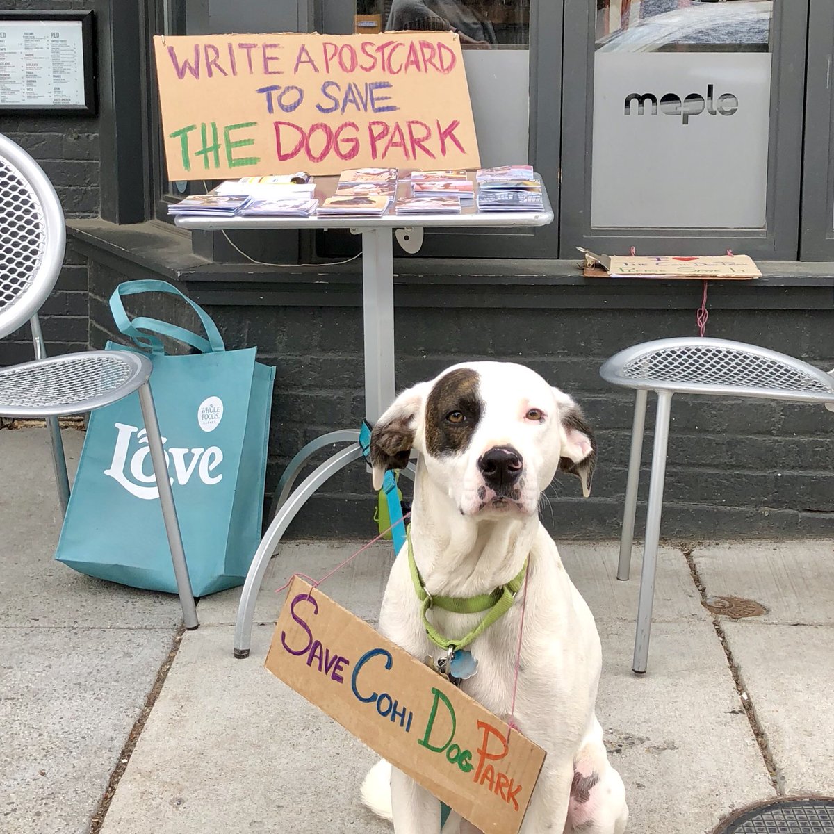 11thandBark's tweet photo. Stop by @DCMaple for happy hour. Enjoy their drink specials, take a photo with your dog, and fill out a postcard to send the DC Council. All to #saveCoHiDogPark. https://t.co/XF2dVl4H1R