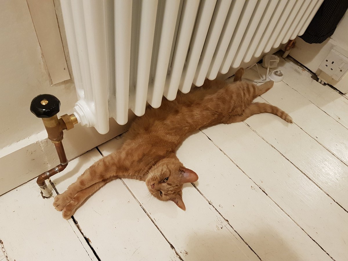 TigerLilyTheMa1's tweet photo. I'm Tiger Lily and this is my first tweet! This is the best way to spend s chilly Easter! #firstdayofspring #EasterWeekend2018 #catslife #gingercats #catsrule #cats_of_instagram #catsoftwitter https://t.co/PHbao8OKon