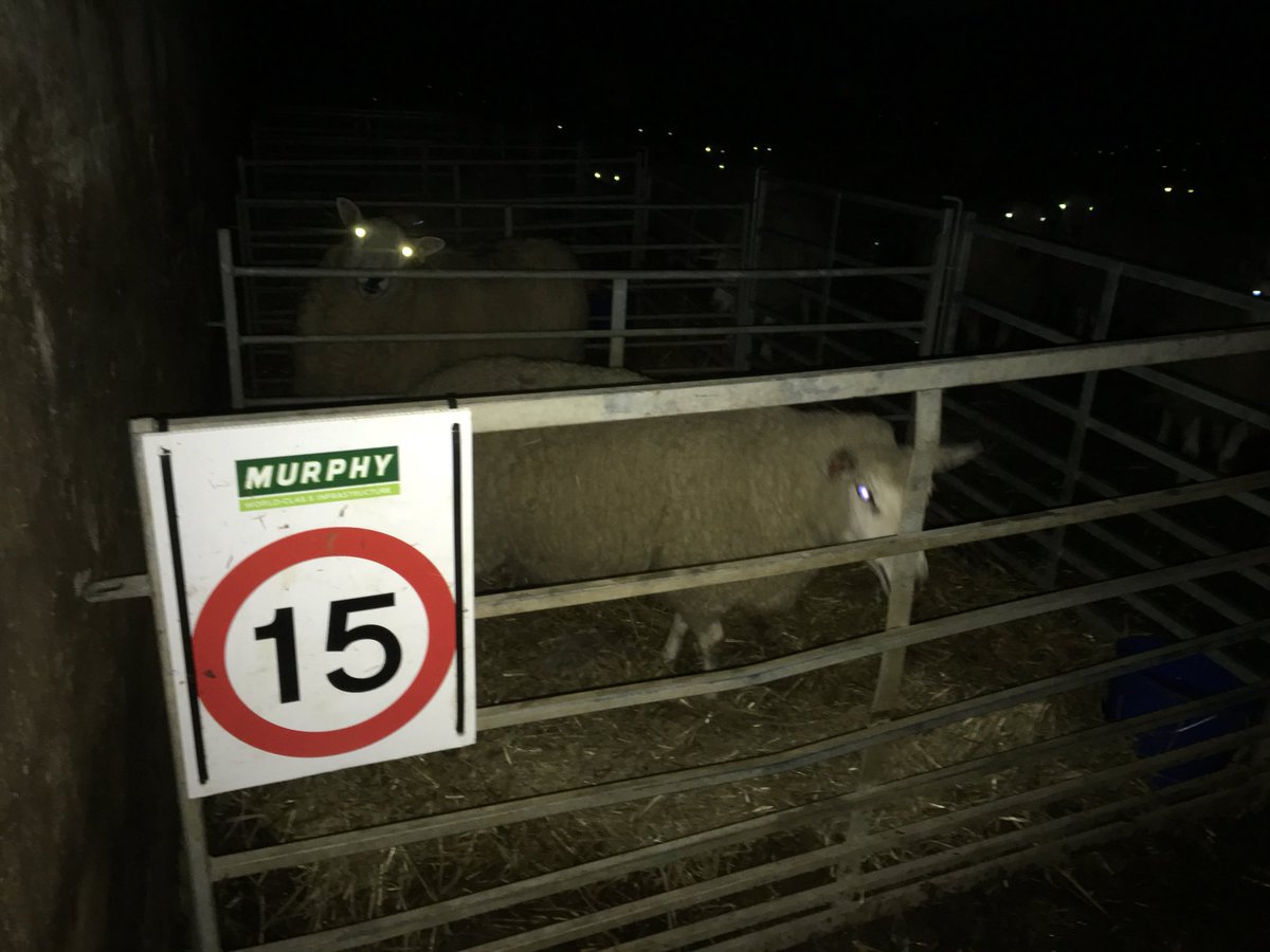 louise_urquhart's tweet photo. Think this charollais gimmer thought this was minimum speed signs #flatoot #sheep365 #lambing2018 https://t.co/qeTm0Grb0o