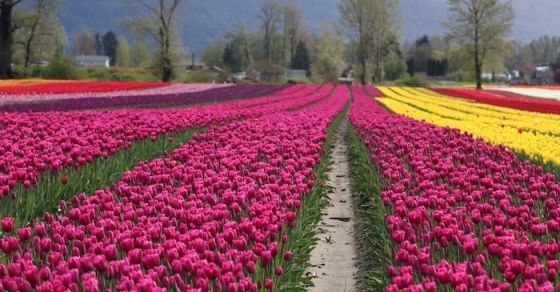 VanCourierNews's tweet photo. Tulips of the Valley: B.C.’s original tulip fest boasts 20 acres of blooms https://t.co/2bGLGotyrk https://t.co/U8qNruTOJN