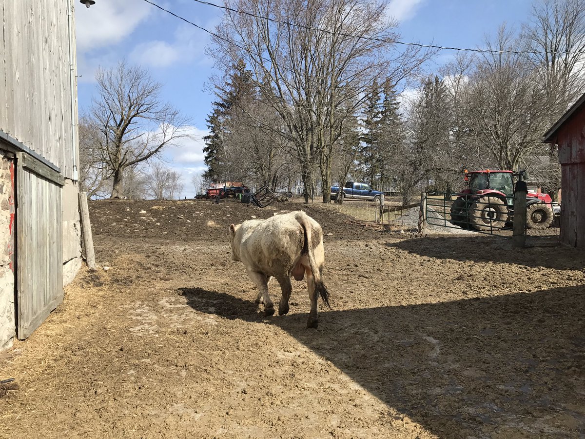WillMacArthur3's tweet photo. @scott_kuhl @JohnMielhausen @OnCharolais @billiesaunders Sent a couple #cedardalecharolais Merit Roundup sons out to start our breeding season today. #terminalsire #beidentifiable https://t.co/32LrosUDII