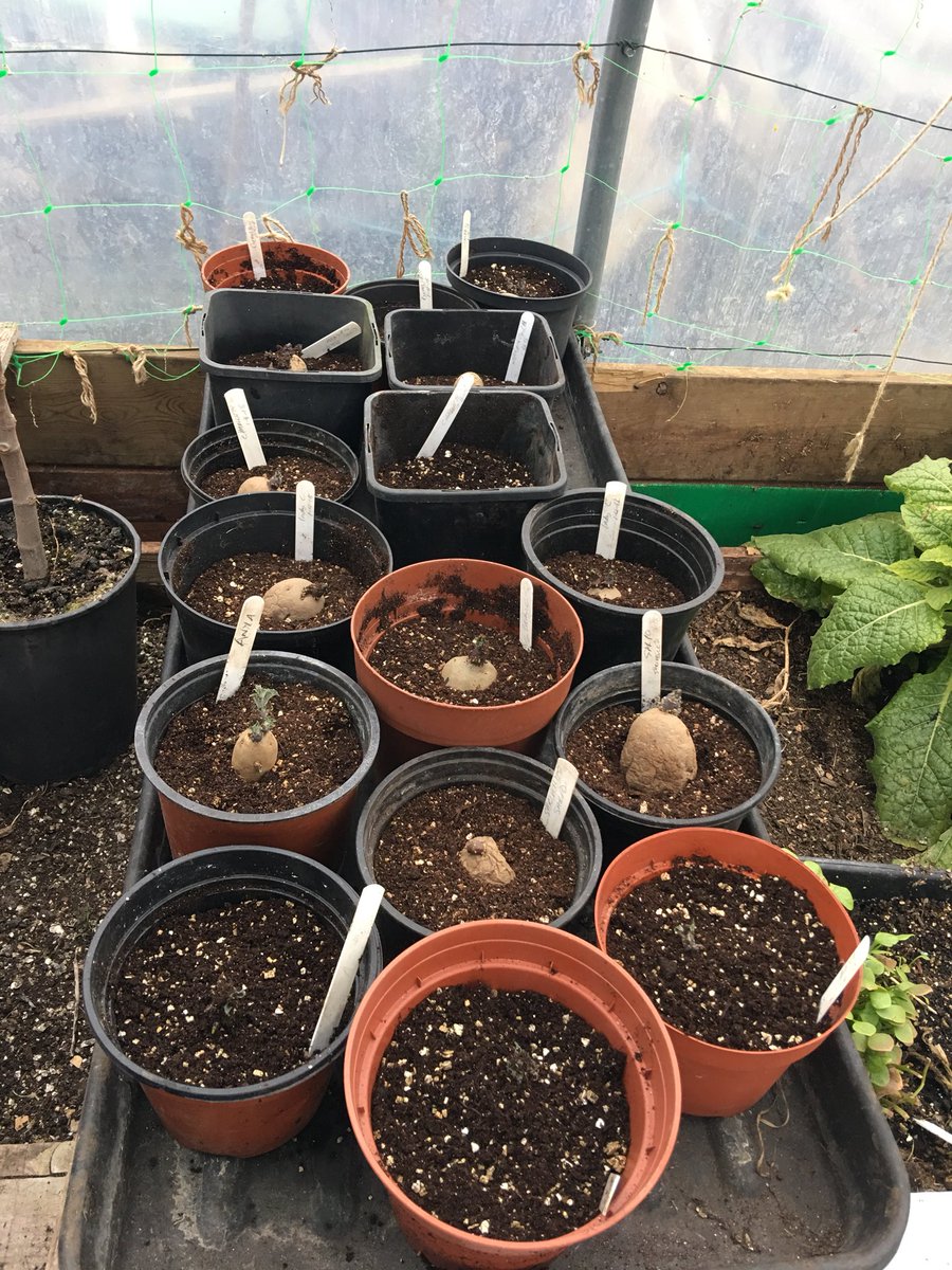 sarfsee's tweet photo. Potted on 6 #potatoes I’d been growing on in the #Polytunnel since 28 January as @nickykylegarden advises. Lovely growth on them 🌱🥔
Potted up another 16 #chitted #potatoes in 1 ltr pots to get them started.
Too wet to plant outside yet😟
#allotment #GYO https://t.co/23K4WvLjKW