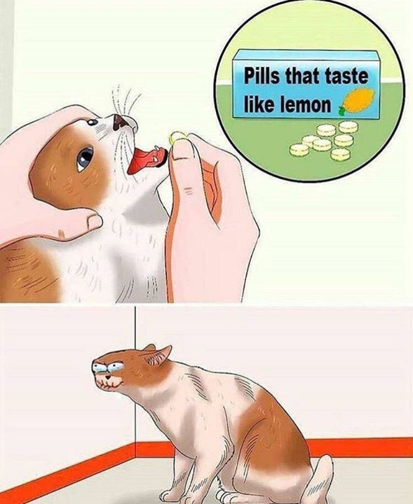 fknlouie's tweet image. Tell me why I find this shit hilarious. #sourkitty