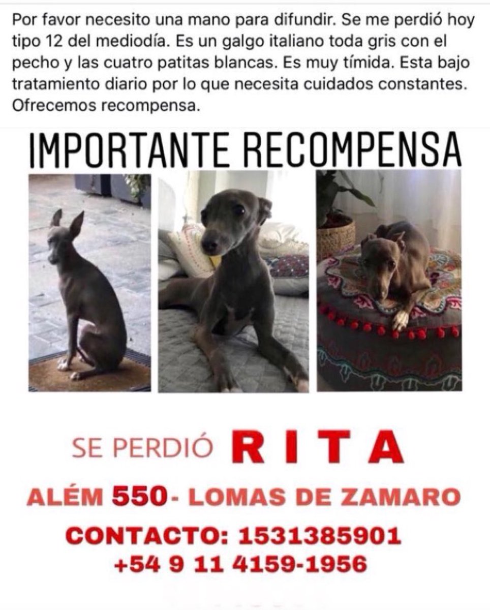 AYUDEMOS A ENCONTRARLA🙏🏻 <a href="/candetinelli/">Candela</a> <a href="/anitateatro/">Anita Martinez</a> <a href="/hernanlirio/">Hernán Lirio</a> <a href="/Soyeleowexler/">eleowexler</a> <a href="/AdoptaUnGalgo/">Adopta Un Galgo en Argentina</a> <a href="/lizytagliani/">Lizy Tagliani</a> <a href="/TucuLopez/">Tucu López</a> <a href="/clementedeviaje/">Clemente Cancela</a>