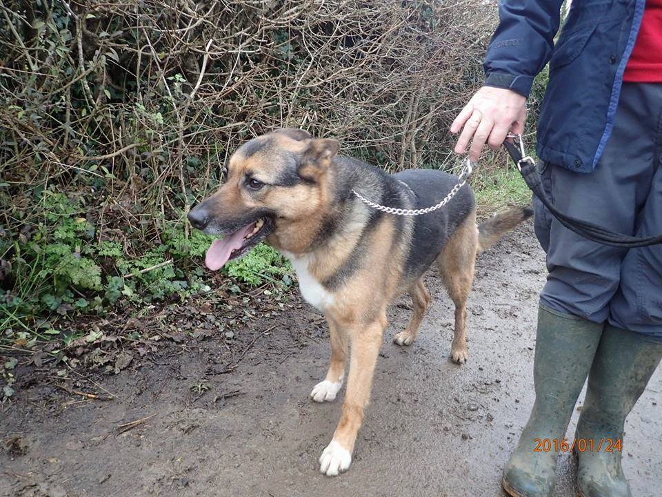 Please Please Please Share, RT, and get the word out about this boy. Over 3 years in kennels and still looking for his special home.  Looking lovely out on his walk today. #AdoptDontShop #RescueDogs #Lincolnshire #weloveDUKE #overlookedagain