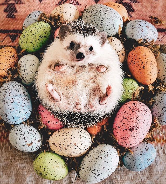 KafiBody's tweet photo. Happy Easter! ✨ It’s #kAFItime 💘
👉🏽 Etiqueta a una amiga 😃 https://t.co/5Xk2ovGlWh
