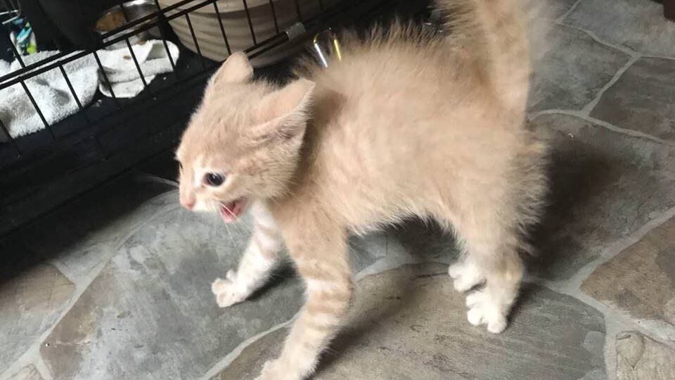 tfw Kristoph catches you dancing