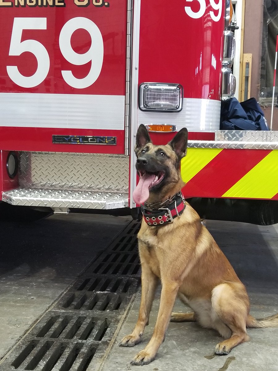 Arson_K9_Mazie's tweet photo. Took a moment after training to get a quick photo.  #malinois #blockydogs #k9 https://t.co/dDrCaUfDlT