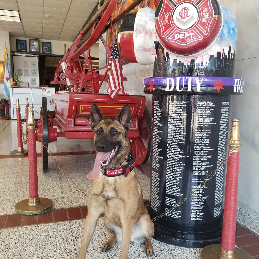 Arson_K9_Mazie's tweet photo. Took a moment after training to get a quick photo.  #malinois #blockydogs #k9 https://t.co/dDrCaUfDlT