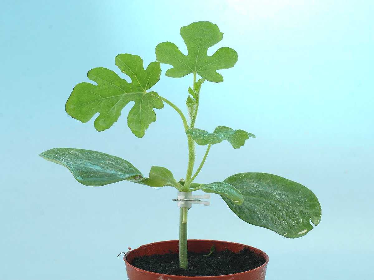 NotBotHA's tweet image. The Influence of #Salinity on #Seedling Growth of Some #Pumpkin Varieties Used as #Rootstock not-bot-horti-agrobo.blogspot.cl/2018/03/the-in…