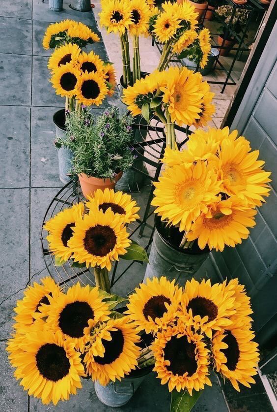 sunflowerlust's tweet photo. Sunflowers steal my heart 🌻💛 https://t.co/sLTlC3cGwu