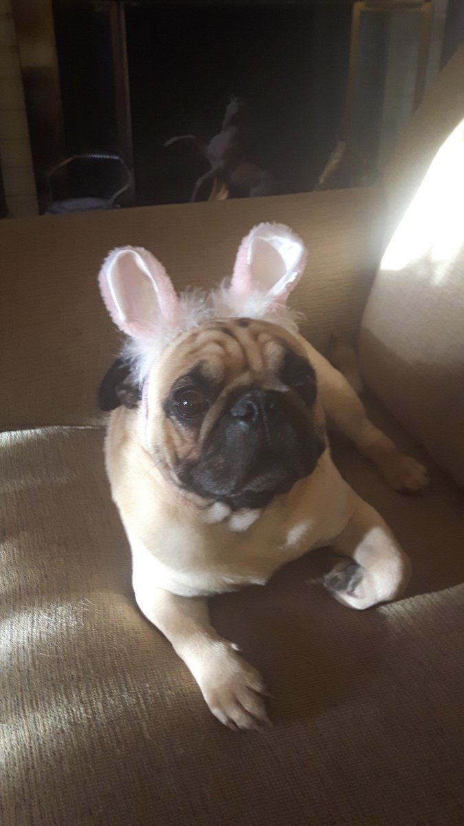This is a rarely seen Pugunny .. A cross between a Pug and a Bunny. Happy Easter Peeps