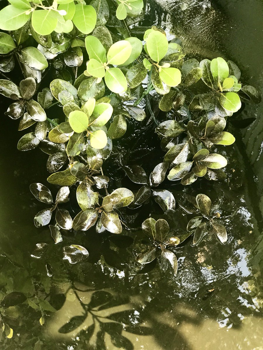Oil covering the leaves of mangroves near Balikpapan.