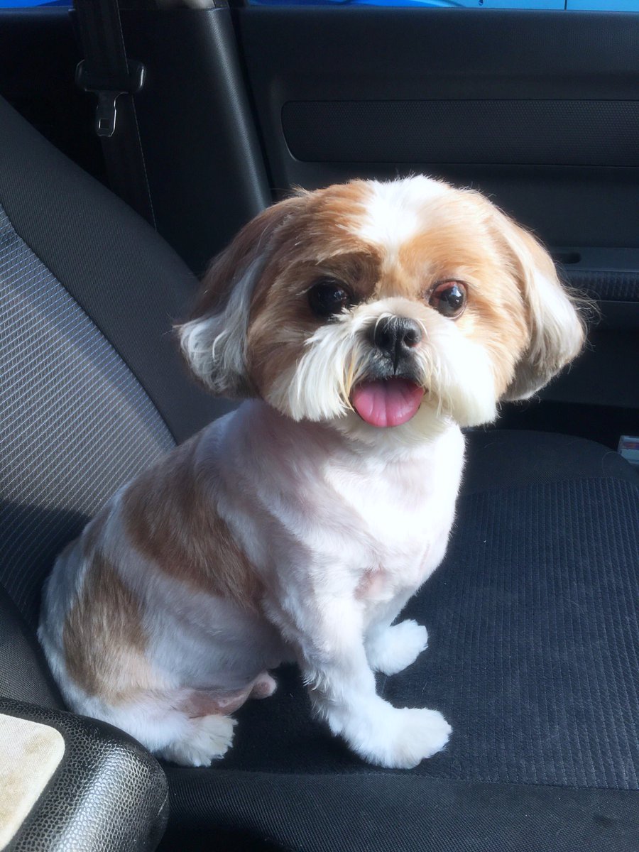 rinilee's tweet photo. My 6.5 years old boy look like a puppy after his haircut.. 😍 #doggy #puppylove #Haircut #Puppies #cute https://t.co/BnsWvlurPk