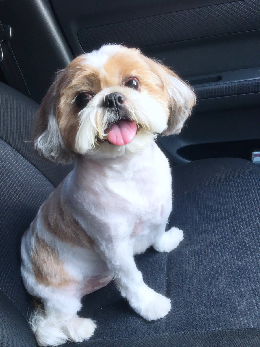 rinilee's tweet photo. My 6.5 years old boy look like a puppy after his haircut.. 😍 #doggy #puppylove #Haircut #Puppies #cute https://t.co/BnsWvlurPk