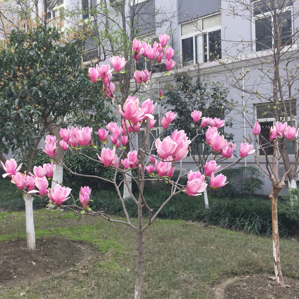 hello_envoy's tweet image. 漂亮的花