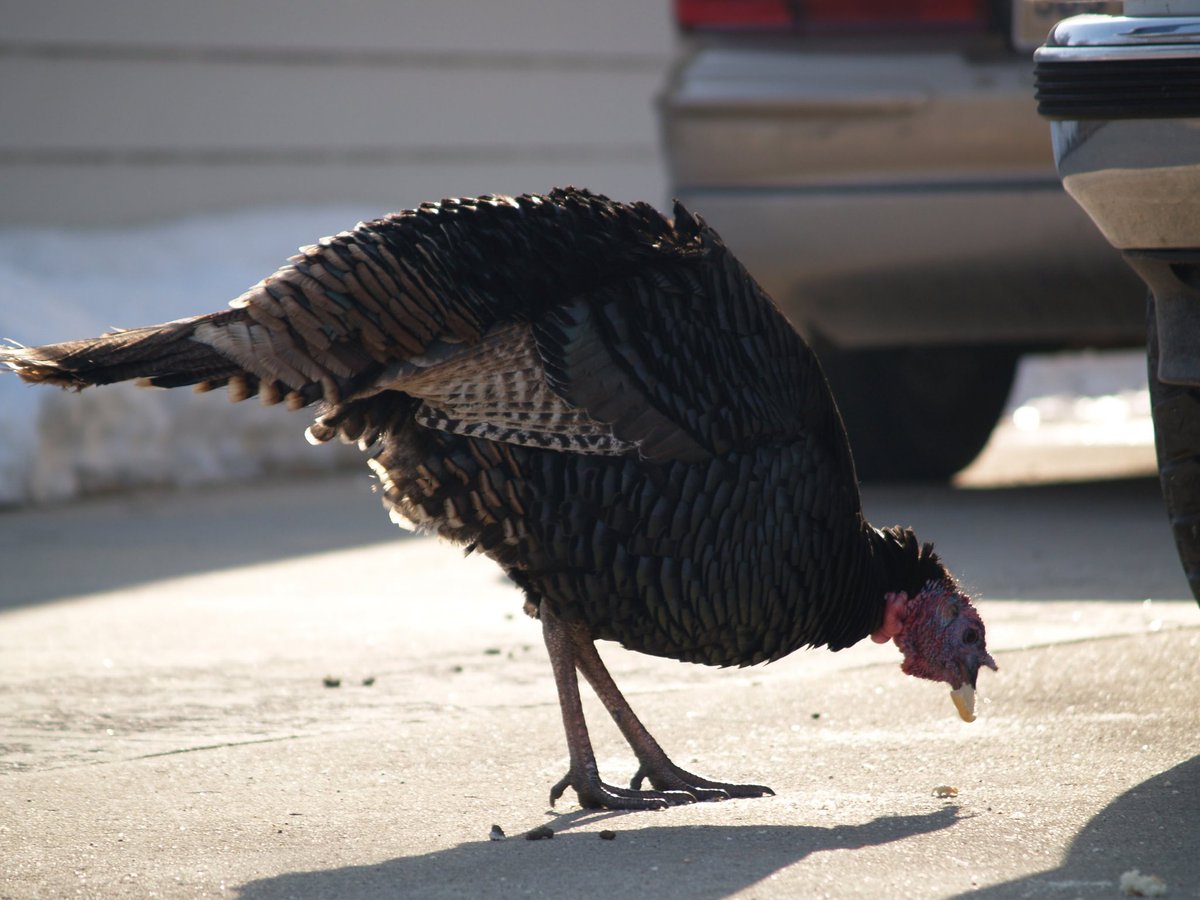 aresel_'s tweet photo. Happy Easter everyone! 
This turkey was out looking for those #Easter eggs... or maybe just some food. @ThePhotoHour #Easter2018 #AprilFoolsDay #EasterTurkey https://t.co/P9zLfwoqfr