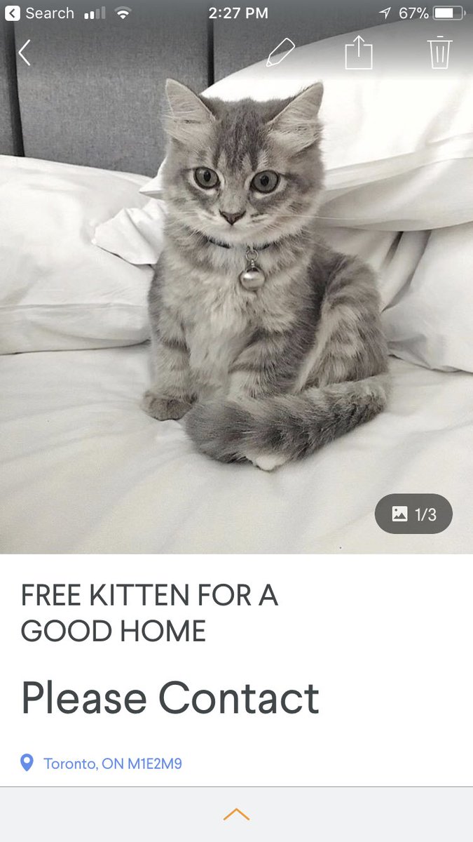free kittens kijiji