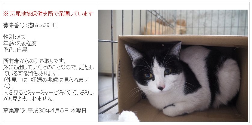 広瀬 鷹也 V Twitter 飼い主さん募集 募集番号 猫s162 キジトラ 1歳程度 募集番号 猫husyou36 キジトラ 3 5歳程度 西19条南2丁目付近で負傷動物として保護 猫エイズ陽性 募集期限 平成30年4月9日 月 お問い合わせ 0155 26 9031 Https T Co