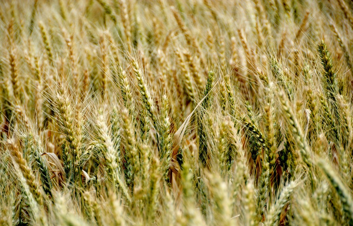 Did #frost effect your wheat yields last harvest? We are seeking yield monitor data from wheat paddocks hit by frost for a study seeking to understand how useful satellite imagery is for frost damage detection. Contact Dr Eileen Perry (03) 5430 4464 <a href="/theGRDC/">GRDC</a> <a href="/VicGovGrains/">Ag Vic Grains</a>