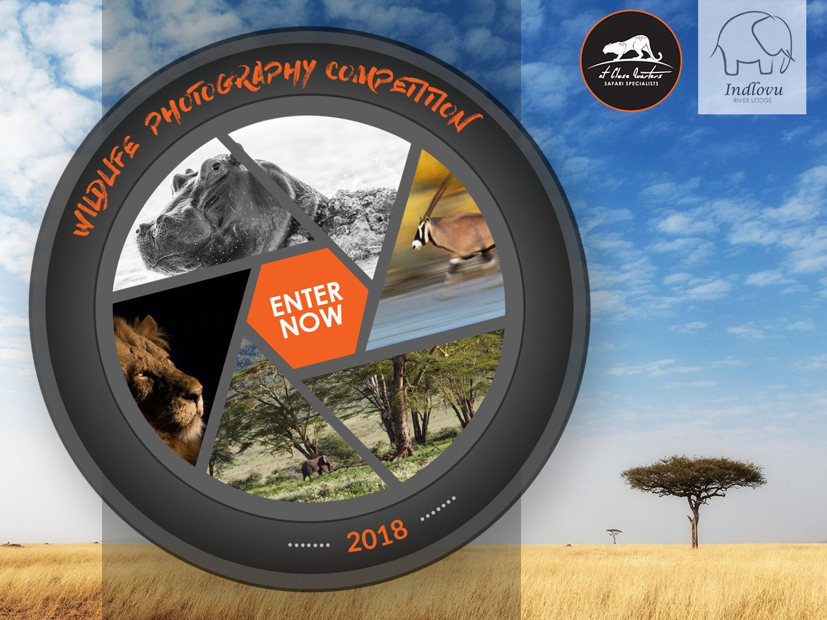 IndlovuL's tweet photo. WILDLIFE PHOTOGRAPHY COMPETITION 2018! Details here: https://t.co/Zg88TfSzOx
#IndlovuRiverLodge & #AtCloseQuarters #SafariSpecialists are proud to be a part of your #photographic journey. #PhotographyCompetition #WildlifePhotography
Comp closes 30 Aug 2018. https://t.co/uN0OR0lrQx