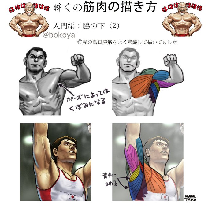 筋肉の描き方のtwitterイラスト検索結果 筋肉の描き方のtwitterイラスト検索結果