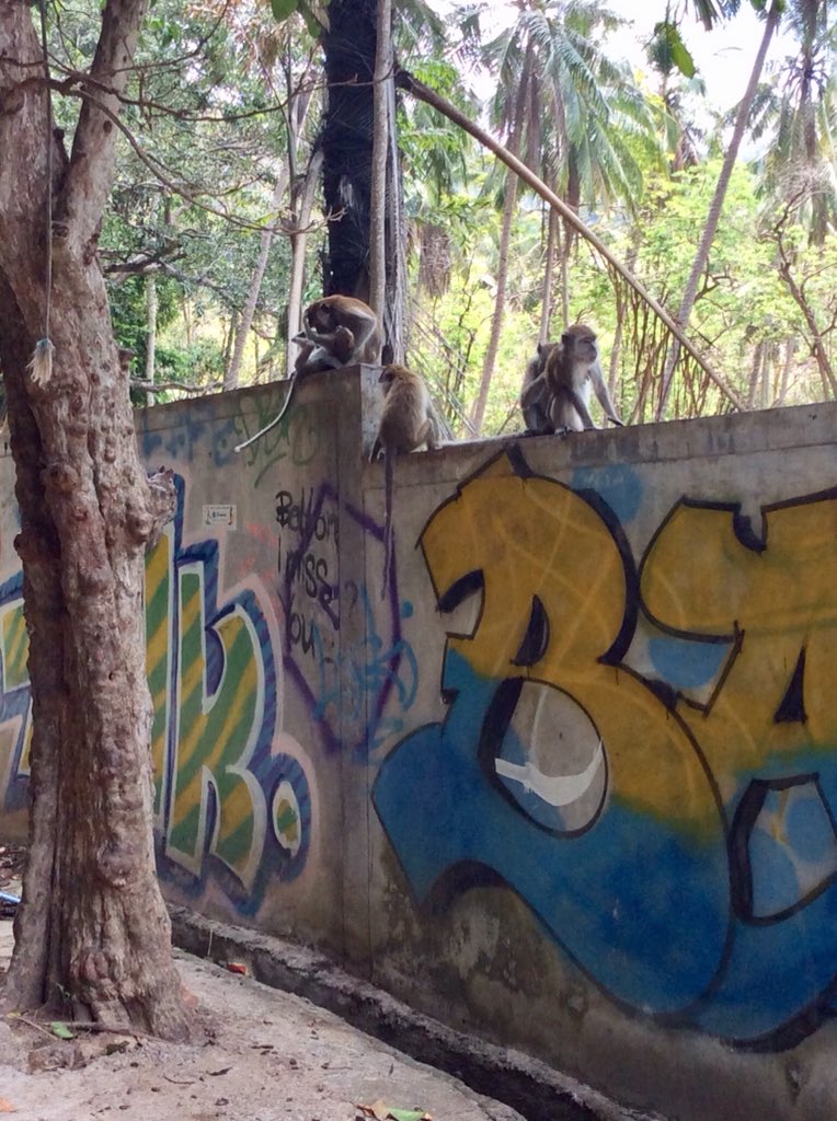 BrelleHawthorne's tweet photo. The Boys 🐒 #Thailand #Monkeybusiness #tonsai #beachlife #SmallYouTubeArmy #smallyoutubecommunity #smallyoutuber https://t.co/XxI51FIf5P