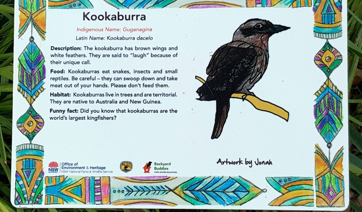 CherScheff's tweet image. a little information about Kookaburra's #diet 🐛🐍🦎#Australian #NativeBird
