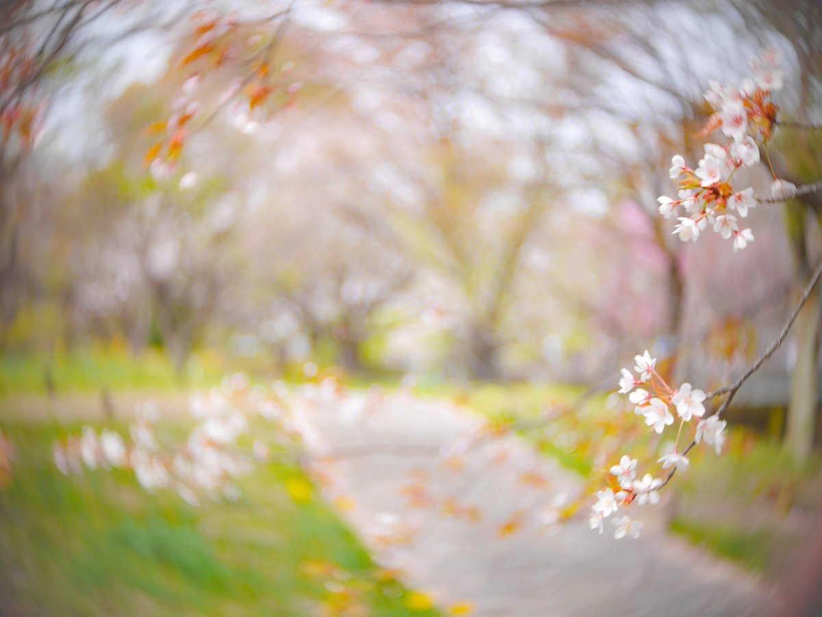 Twitter 上的 Kujisan 昨日 渋谷ロフトのon And On Shopにて4 980円で購入した監視カメラ用レンズのcctv25mmf1 4でぐるぐる 遊びして来ました Helios44 40が最強だと思ってましたが それ以上のヤバいぐるぐるです Onandonshop Cctv 監視カメラ用レンズ