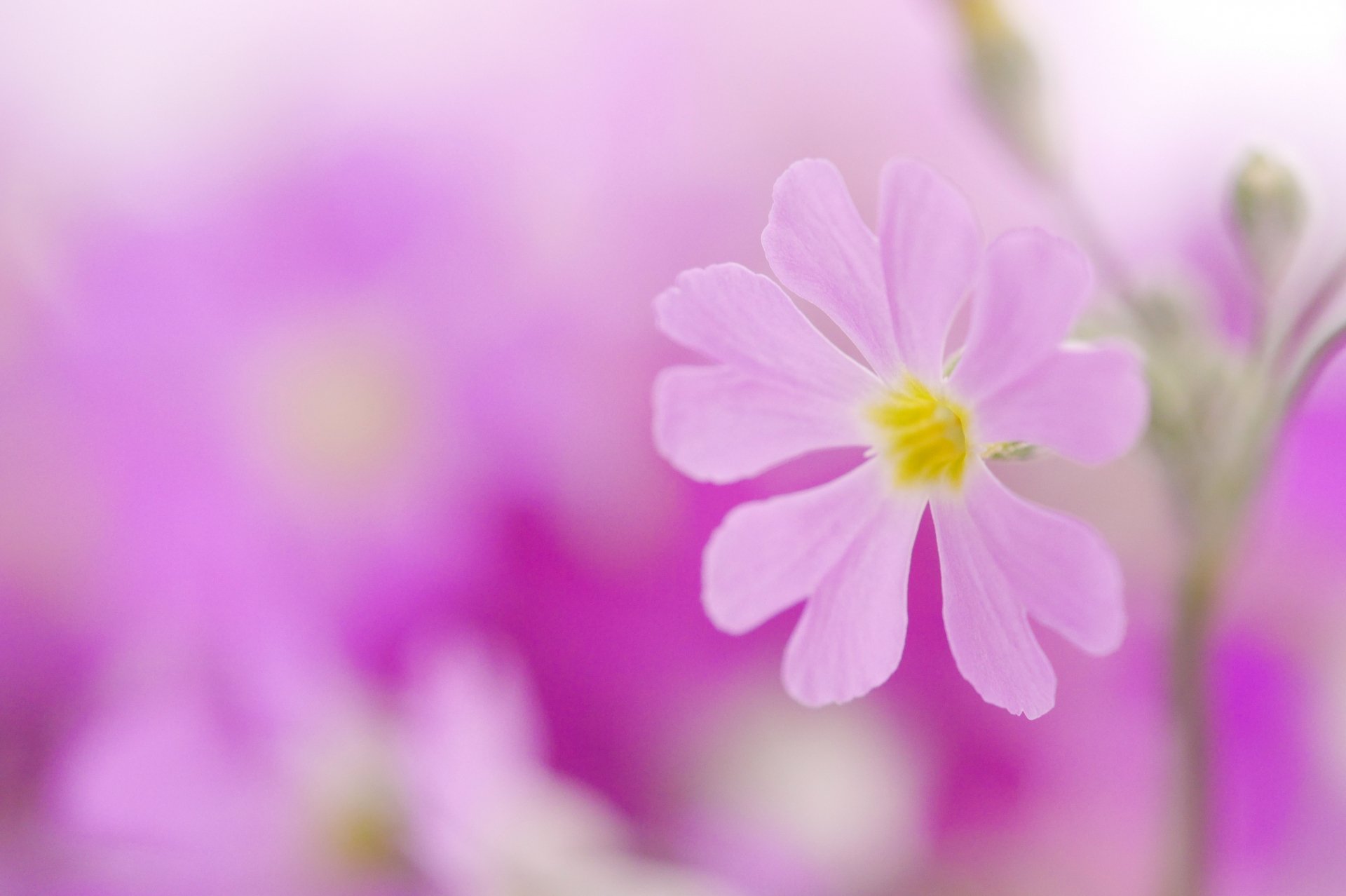 トコハナロジー 桜草 桜に似た花を咲かせる春を代表する草花 この季節に花壇や花屋さんで見かけることが多く 花びらがハート型ですごく可愛い 花言葉 初恋 憧れ 純潔 T Co 2oote5v2ky Twitter