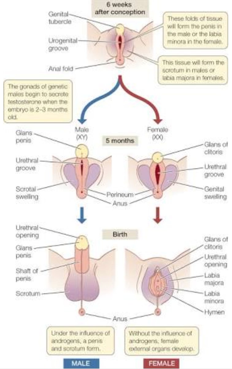 njokingumi's tweet image. One can see that the clitoris is like the glans penis, labia minora like penile shaft, the labia majora like the scrotum, etc. Genitals labelled female are not special snowflakes. They are just a different model from those labelled male, made from identical root elements.