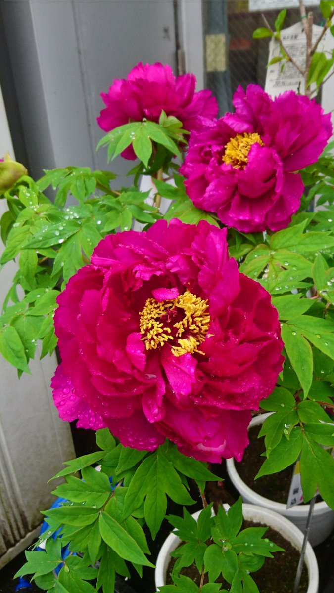 Sadao Kuzume 学名 Paeonia Lactiflora 英名 Chinesepeony Common Garden Peony 科 属 ボタン科 属 別名 カオヨグサ ピオニー 開花 ４月 ６月 芍薬 花言葉 恥じらい はにかみ 謙遜