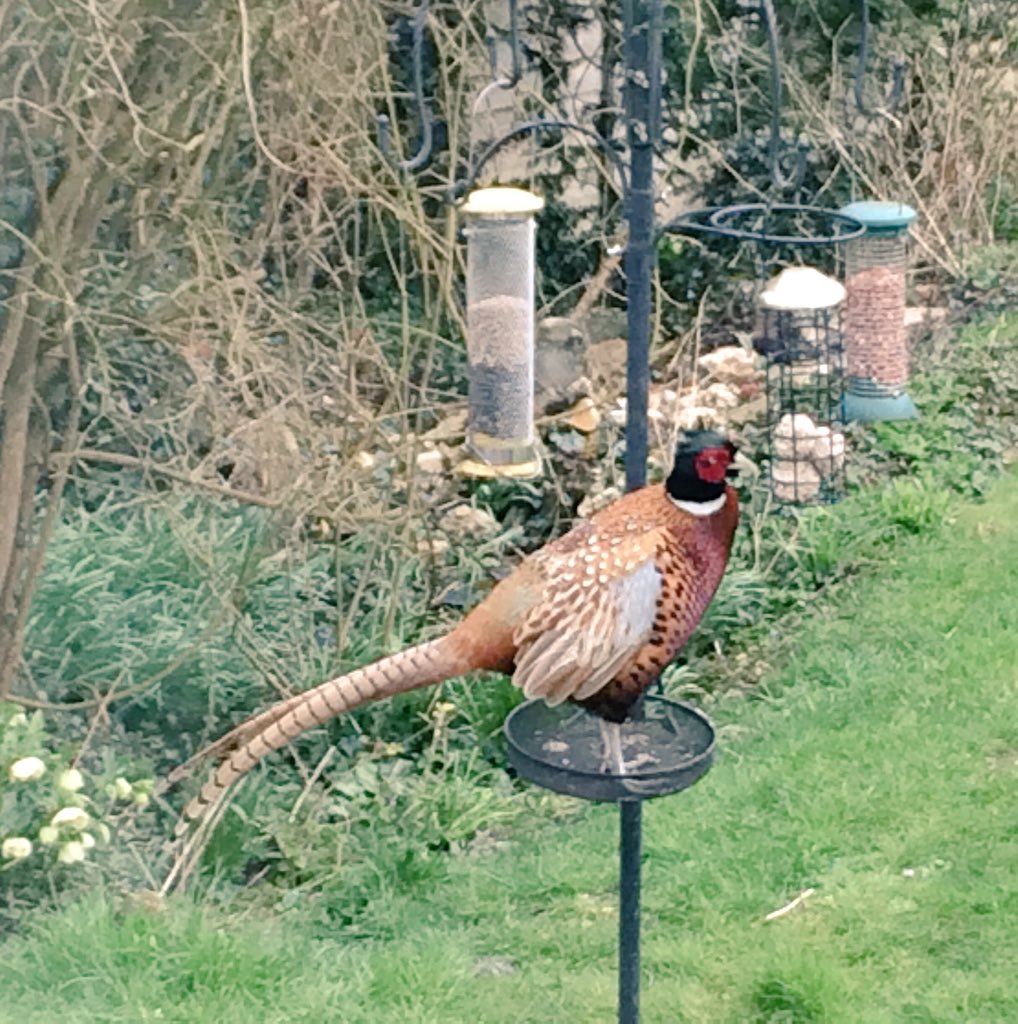 CharlieHell4's tweet photo. @Natures_Voice This pheasant is a regular visitor to our garden bird feeding station and has learnt to jump on the tray to attack the fat balls. #BeakWatch https://t.co/XBGknsRy3L