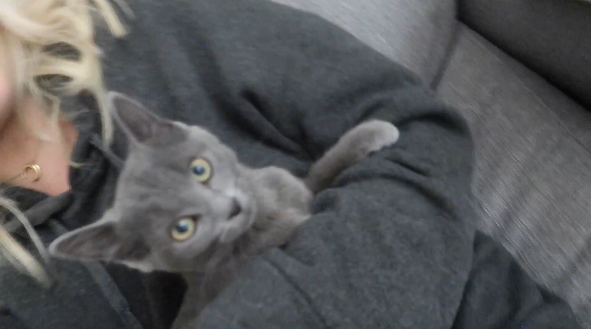 Romaneana Enjoyphoenix A Perdu Son Chat Nova A Lyon Si Vous L Apercevez Contactez Florianallister Ou Enjoyphoenix Ensemble On Peut La Retrouver Courage Marie Je Suis Sur Que Vous Allez