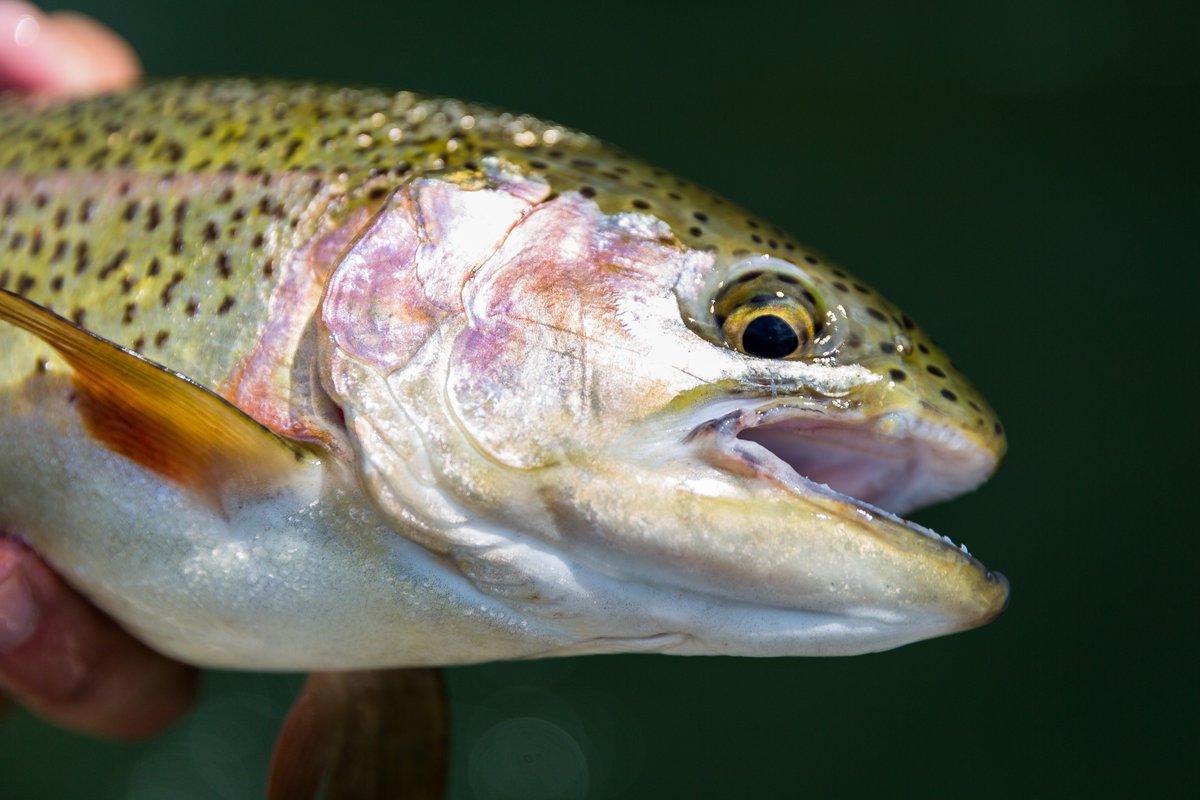 NCWildlife's tweet photo. Due to distribution equipment issues, the delayed harvest stocking of Big Laurel and Shelton Laurel creeks in Madison County has been postponed until April 3. #fishnc #ncwildlife #delayedharvest #WNCnews @asheville @KarenChavezACT @wlos https://t.co/Vkq8DwYpdZ https://t.co/JlKM1QlzO5